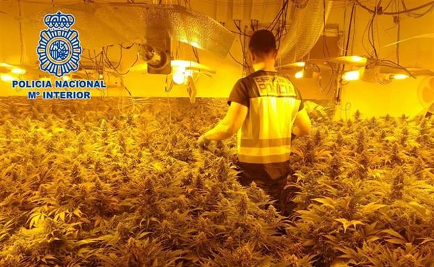 Droga en Almería: 5.000 plantas de marihuana, 1.000 dosis de éxtasis y 28 detenidos