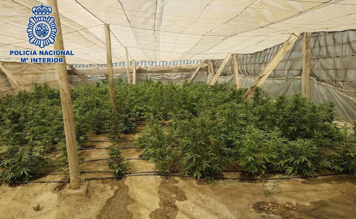 Localizan un invernadero con 270 plantas de marihuana en El Ejido