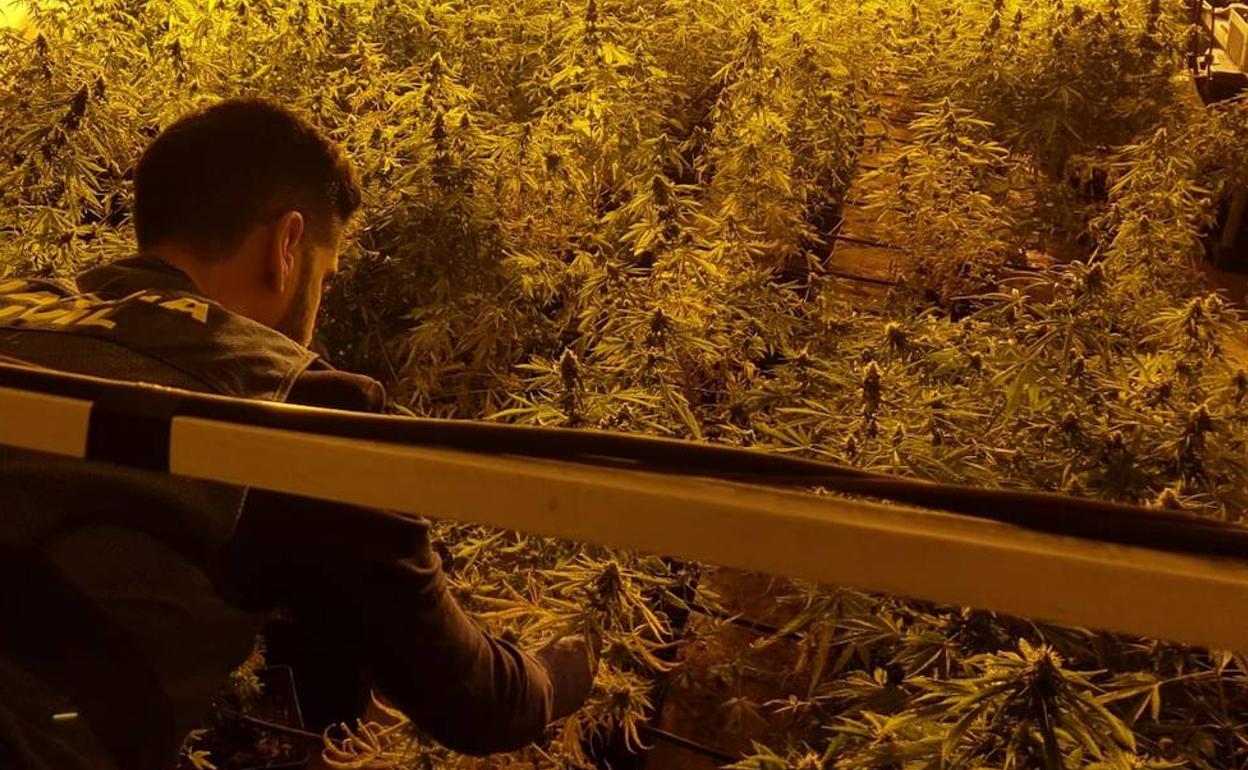 Un agente de la Guardia Civil inspecciona la plantación interior de marihuana encontrada en una vivienda de Almerimar. 