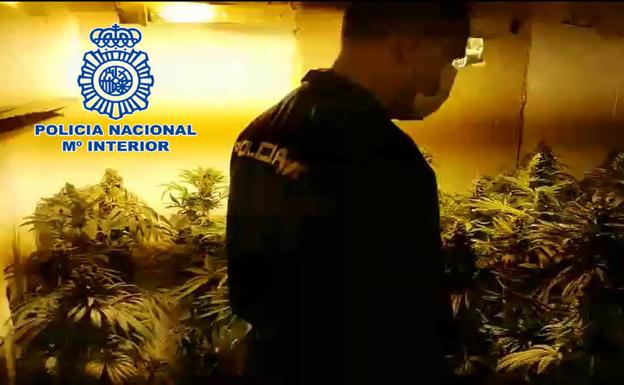 Droga en Almería | Los pillaron 'in fraganti' cuando estaban preparando plantas de marihuana para su distribución. La Policía Nacional de El Ejido ha detenido a cuatro personas tras encontrarlos realizando labores de envasado del estupefaciente, interviniendo, además, 304 macetas de Cannabis sativa en una vivienda.