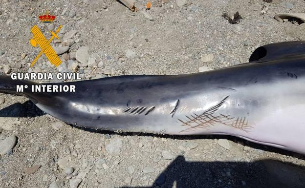 Detalle de las heridas que presentaba uno de los ejemplares de delfín varados. 