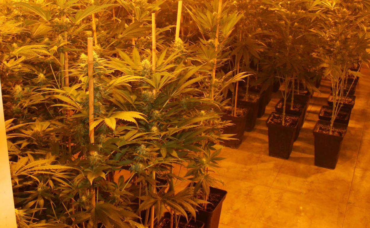 Droga en Almería | Encuentran marihuana en dos viviendas de El Ejido y detienen a un matrimonio y su hijo