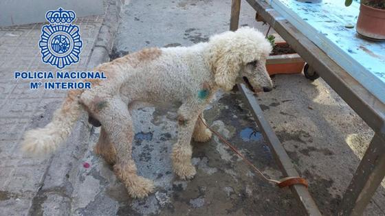Encuentran en El Ejido un cachorro de caniche de más de 1.300 euros robado en Murcia