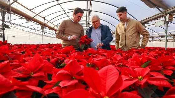 El Ejido sigue liderando la producción de flor de pascua a nivel nacional