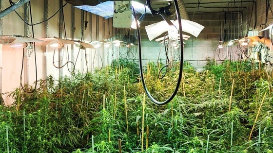 Dos detenidos tras hallar 1.500 plantas de marihuana en una vivienda de El Ejido