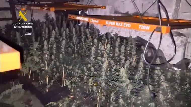 Plantación incendiada en El Ejido.