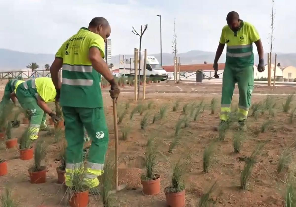 Roquetas planta flores y vegetación en el parque situado junto a la calle Vigo