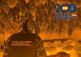 Un agente de Policía Nacional, en una plantación interior de marihuana.