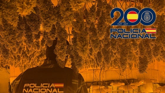 Tres arrestos y casi 900 plantas de marihuana intervenidas en dos operaciones en El Ejido