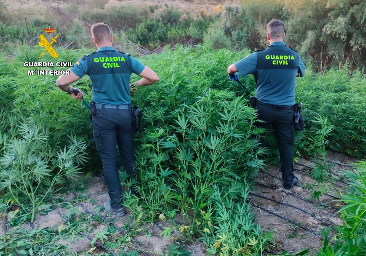 Plantación de amrihuana encontrada en El Ejido