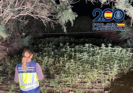 Marihuana encontrada en Almerimar