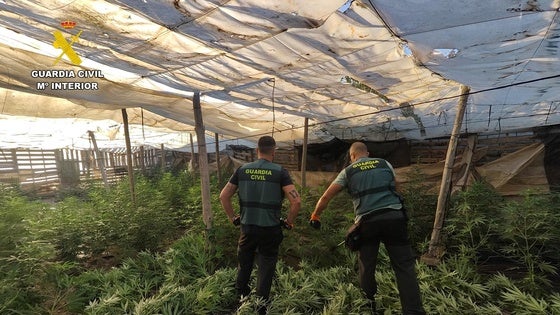 Desmantelado en El Ejido un centro de producción de marihuana con 1.300 plantas