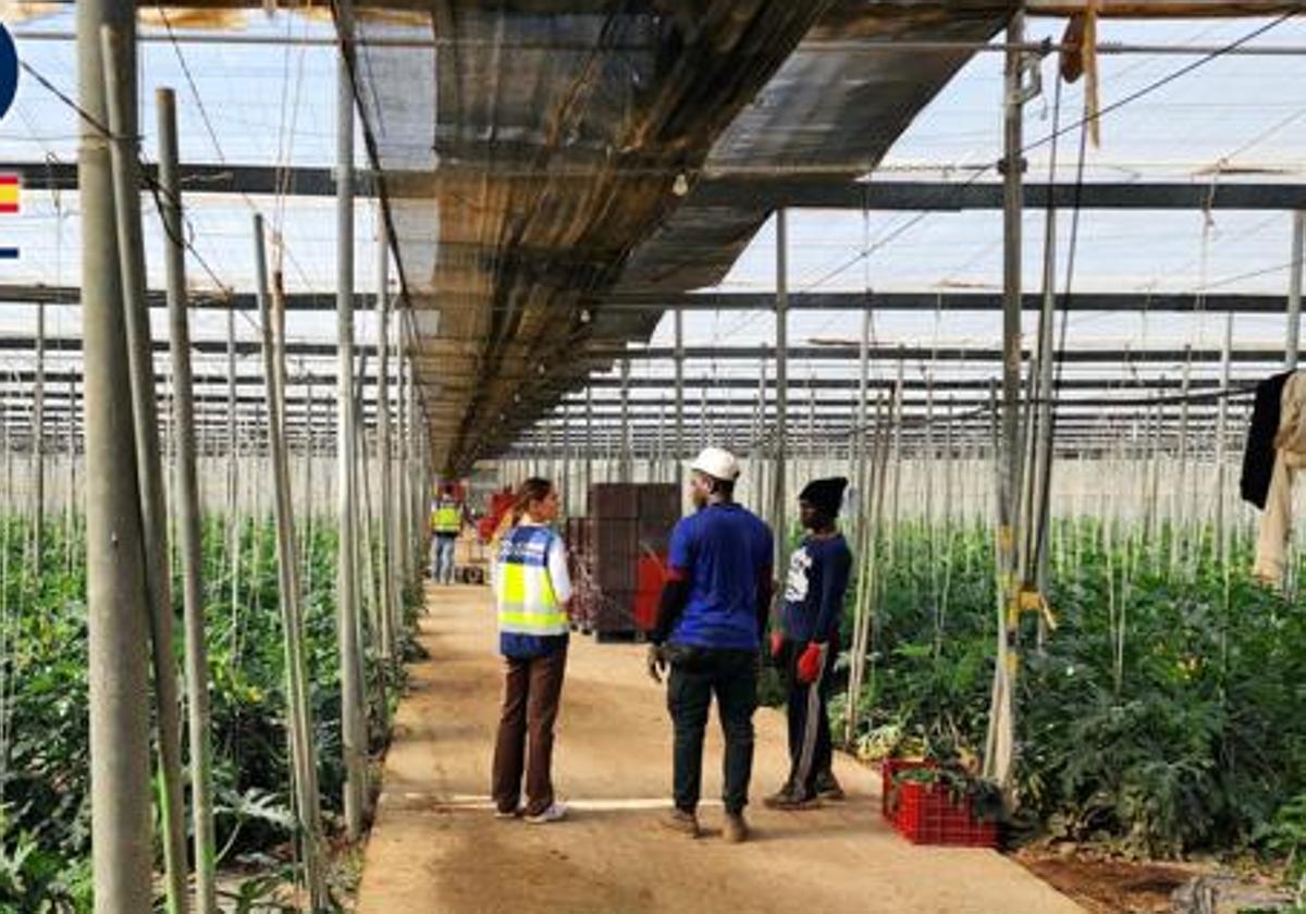 Detienen en El Ejido a dos empresarios agrícolas, madre e hijo, por explotación laboral