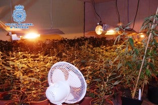 Intervenidas 739 plantas de marihuana y detenidas dos personas que gestionaban el laboratorio