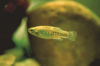 Junta confirma el éxito reproductor del pez Fartet, reintroducido en la laguna de Punta Entinas