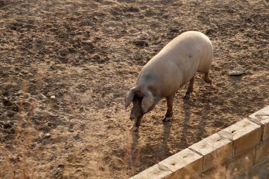 Una visita a la quesería Leyva y su finca