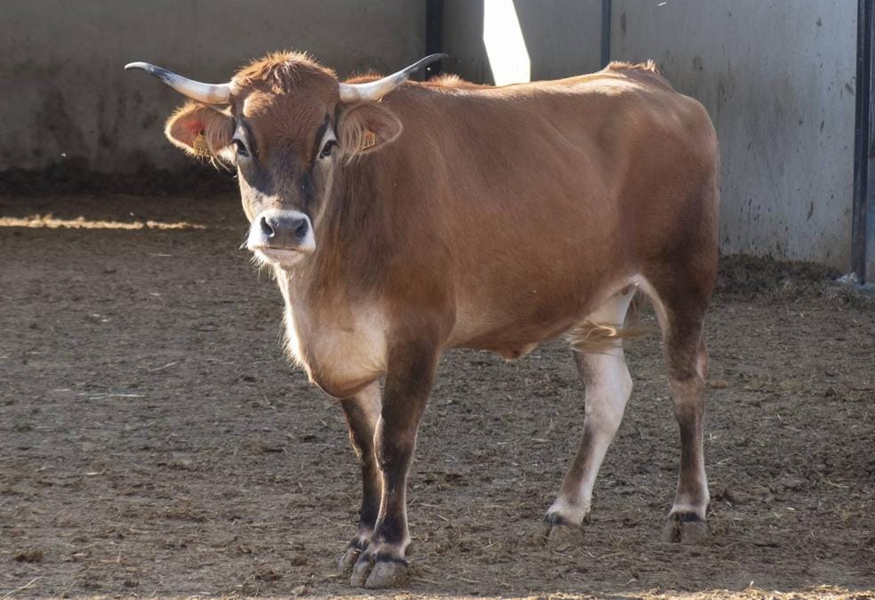 Una de las vacas pajuna 'madre', recién llegada de Sierra Nevada.