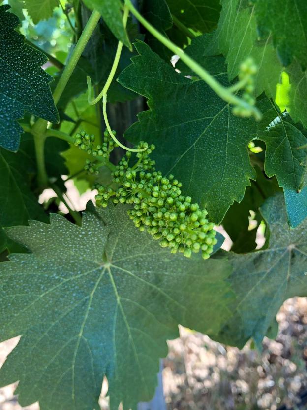 La floración de la vid y las primeras uvas en los campos de Señorío de Nevada.