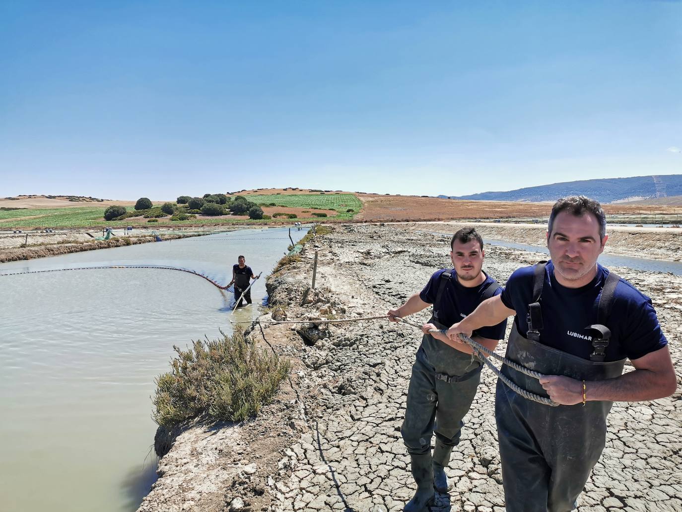 Proceso de extracción de lubinas y doradas criadas en la desembocadura del río Barbate (Cádiz) con 147 piscinas en explotación