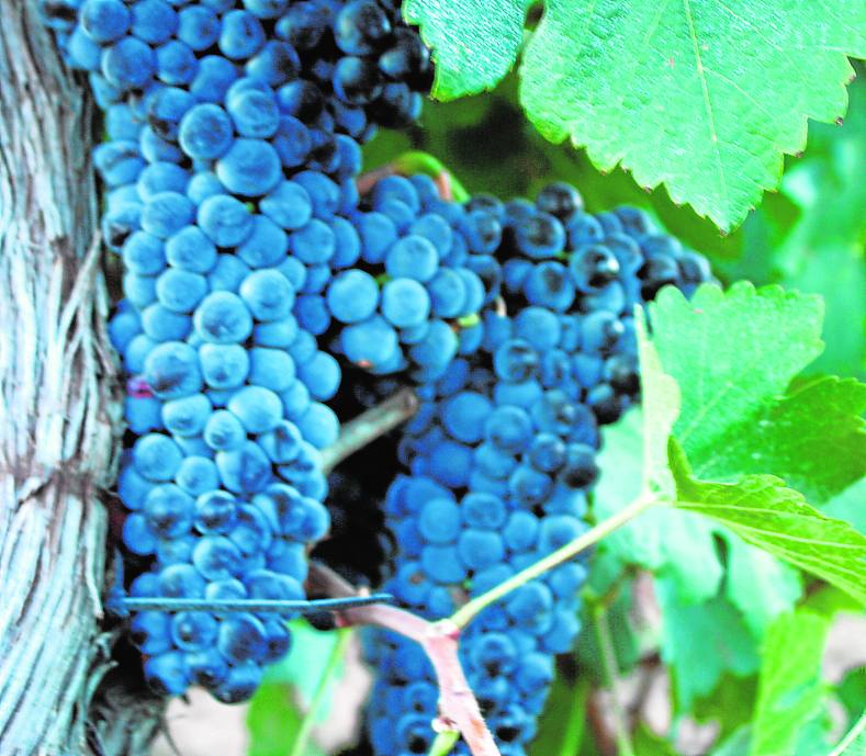 Frutos cosechados en Granada para vino tinto. 