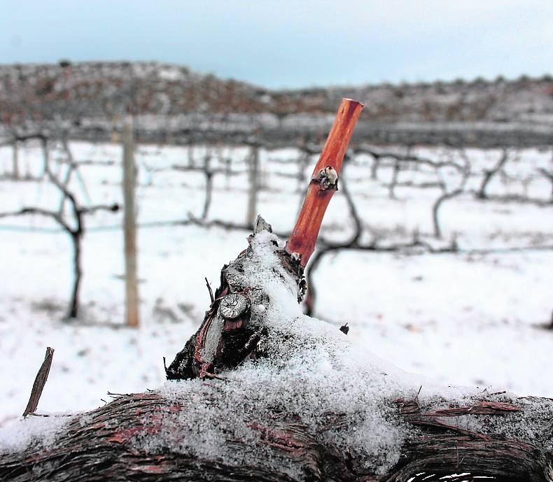Ejemplo de viñedo en época invernal.