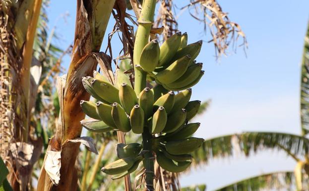 Imagen principal - Platanal en uno de los huertos ecológicos que coordina Rufino Ruiz. (Abajo Izq.) Ejemplares de la pera melón, una fruta fresca que combina a la perfección en ensaladas 