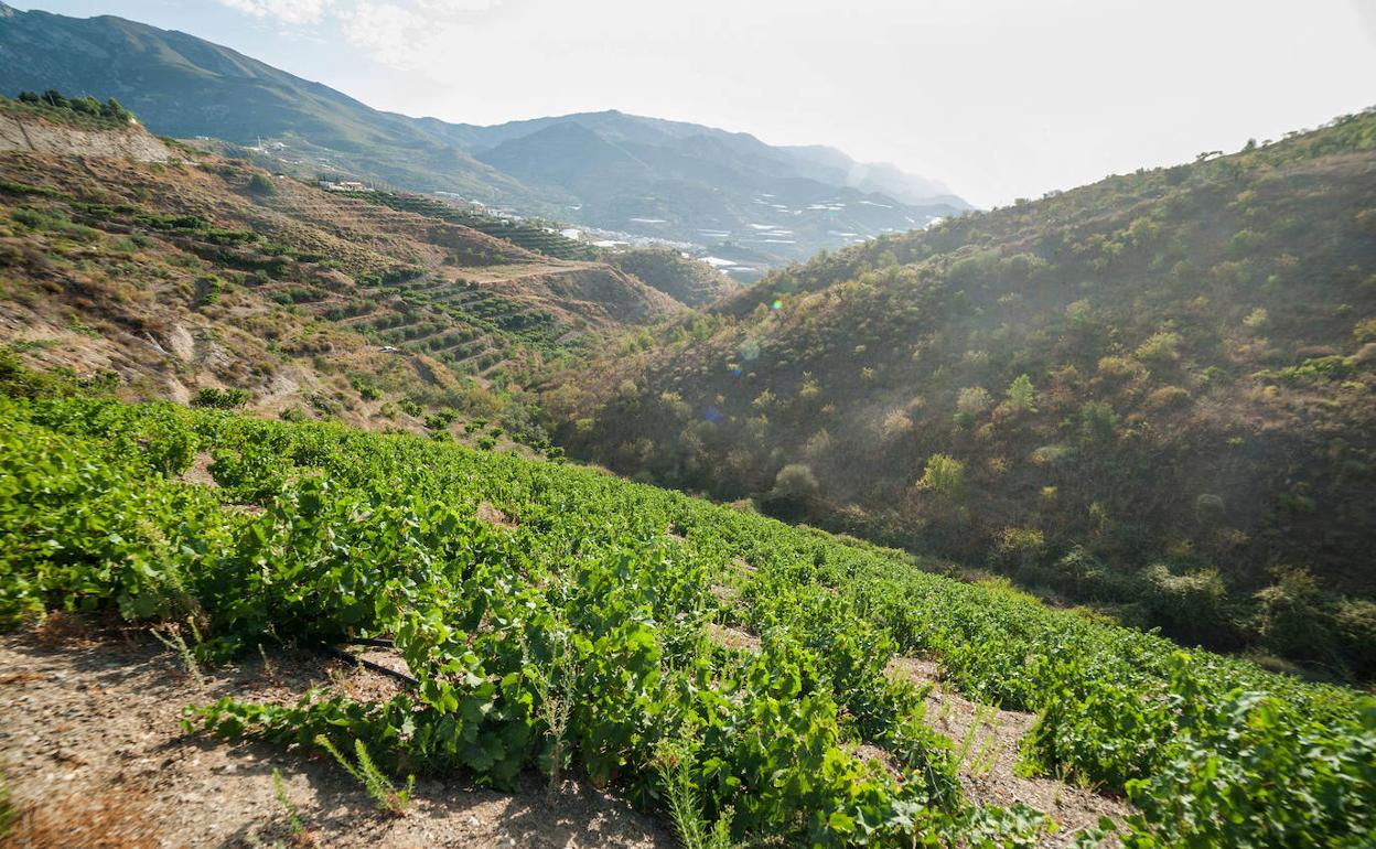 Agua, vino, aceite y cocina rural