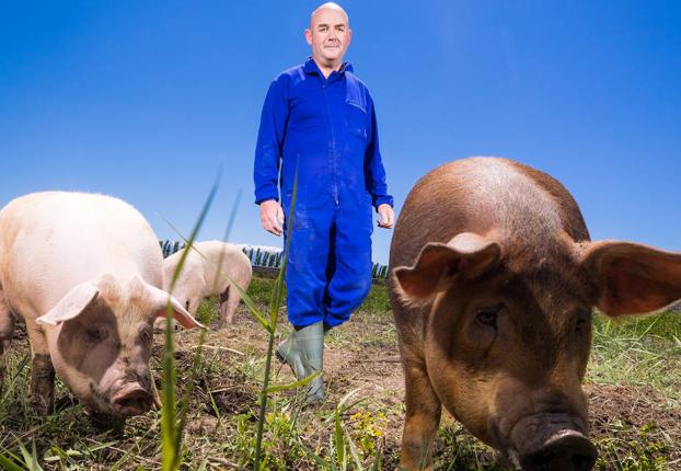 El cerdo San Pascual crece en un ambiente agradable y con buena alimentación. 
