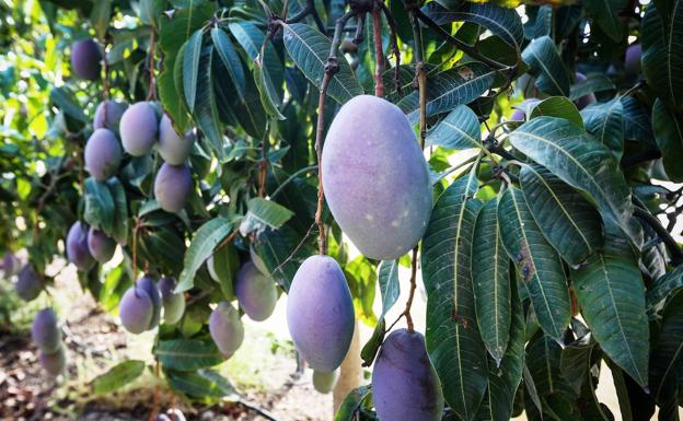 Mangos en una finca de la costa granadina. 
