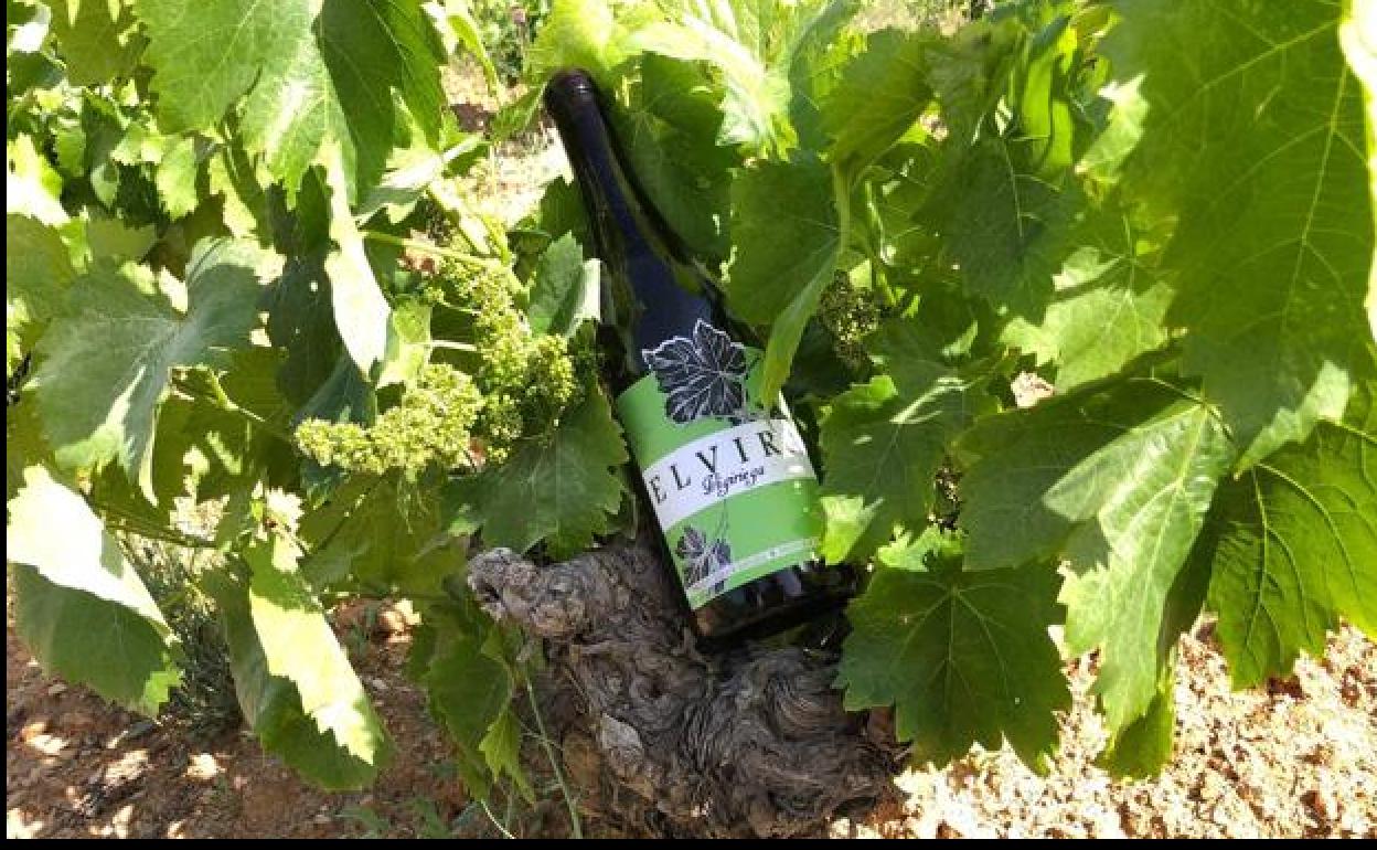 Vinos y yogures granadinos reciben galardones y reconocimientos por su calidad