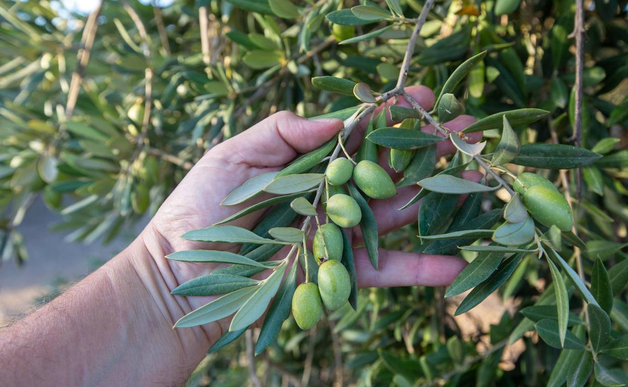 Qué pasará con el aceite de oliva y otras cosas