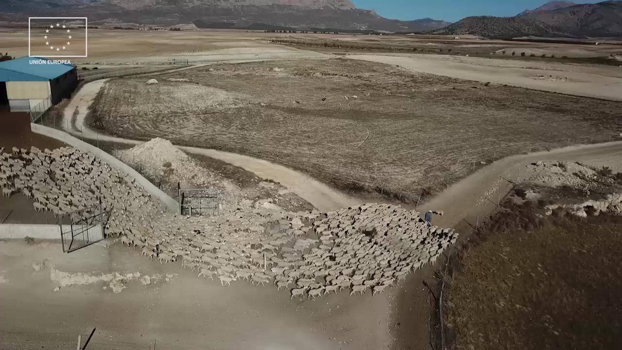 Imagen secundaria 2 - 1. Chuletas de cordero segureño. 2. Pierna de cordero. 3. Ejemplares de oveja segureña. 