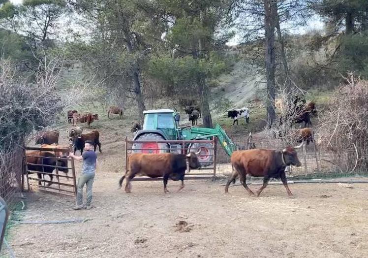 Las reses de Víctor Luzón Ortiz se crian en libertad entre Sierra Nevada y la Sierra de Cogollos Vega.