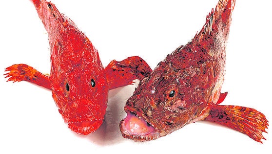 Las múltiples propiedades del cabracho, el pescado de los 1000 nombres