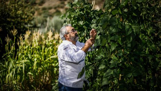 Cuatro restaurantes donde comer esta semana judías verdes de Monachil