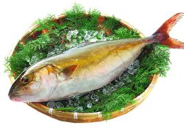 Pez limón, un chute de Omega 3