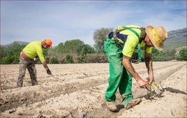 La recogida de espárragos es dura e incómoda.