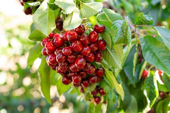 Tiempo de cerezas, guindas o picotas. ¿Son todas lo mismo?