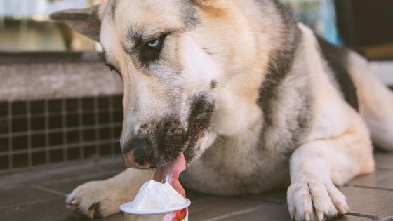 Los helados para mascotas que arrasan en Granada