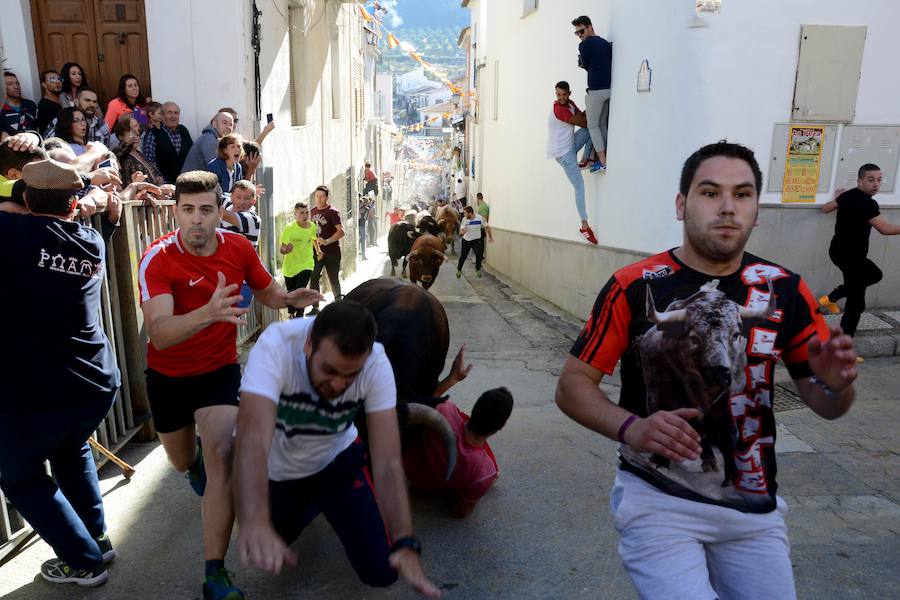 La localidad celebra el primero de los encierros previstos en sus fiestas en honor a la Virgen del Rosario y el Cristo de la Misericordia