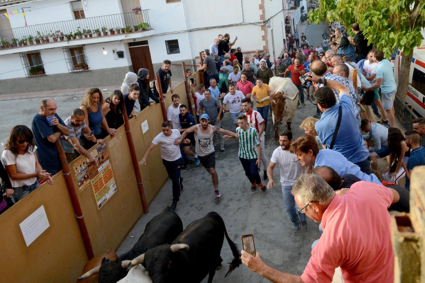 La localidad de Gor ha celebrado el primero de los tres encierros taurinos de las fiestas de San Cayetano. Se han corrido cuatro novillos de la ganadería Astolfi, que esta tarde serán lidiados por los primeros cuatro novilleros que este año aspiran al prestigioso trofeo Almendra de Plata. El encierro ha discurrido con normalidad y no se han tenido que lamentar incidentes de importancia. A juicio de algunos aficionados el paso de los novillos ha sido lento. 