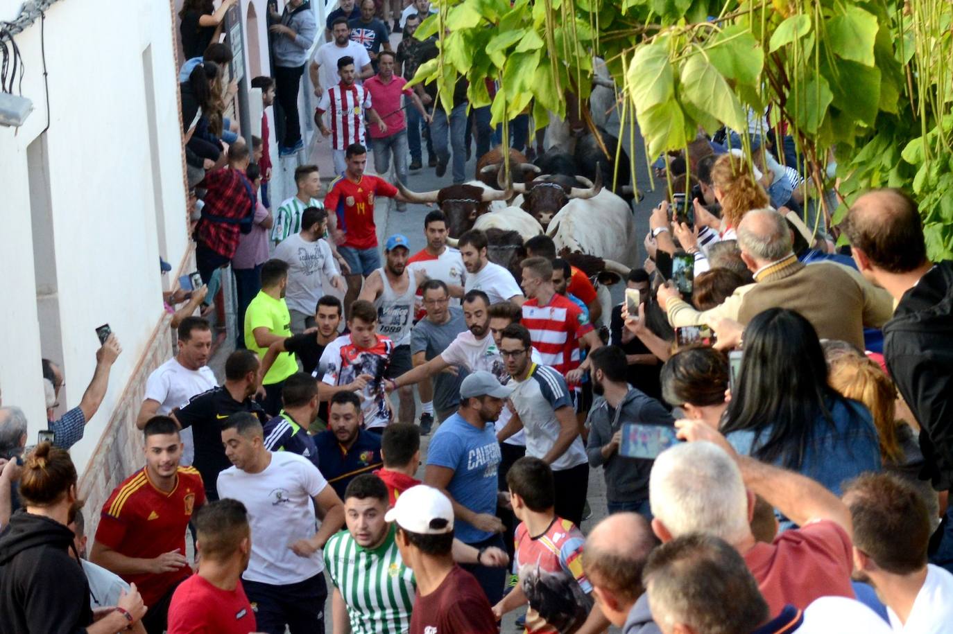 La localidad de Gor ha celebrado el primero de los tres encierros taurinos de las fiestas de San Cayetano. Se han corrido cuatro novillos de la ganadería Astolfi, que esta tarde serán lidiados por los primeros cuatro novilleros que este año aspiran al prestigioso trofeo Almendra de Plata. El encierro ha discurrido con normalidad y no se han tenido que lamentar incidentes de importancia. A juicio de algunos aficionados el paso de los novillos ha sido lento. 