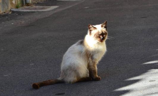 El método CES aboga por esterilizar a los felinos y realizar después un mantenimiento de la colonia.