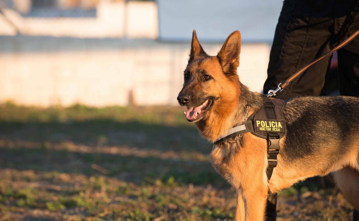 Huétor Vega lamenta la pérdida de la agente canina 'Samantha' por una peritonitis.