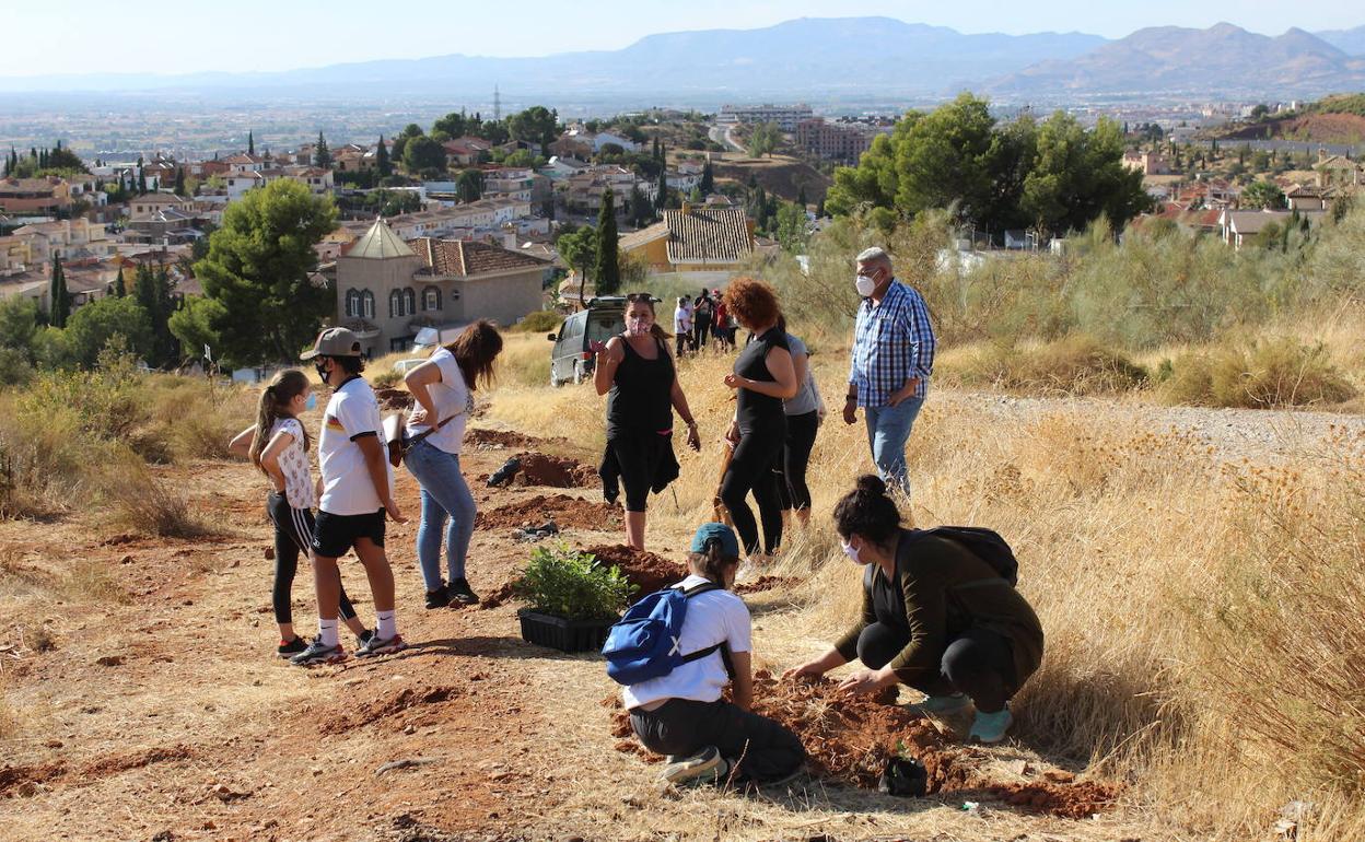 70 personas participan en una nueva jornada de reforestación en Huétor Vega