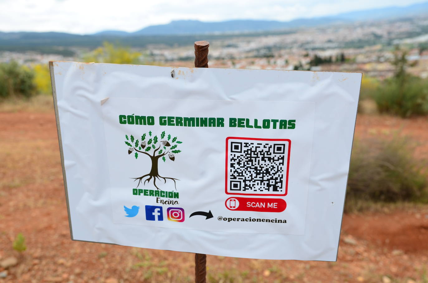 Huétor Vega se vuelca un año más en la siembra de árboles con Operación Encina.