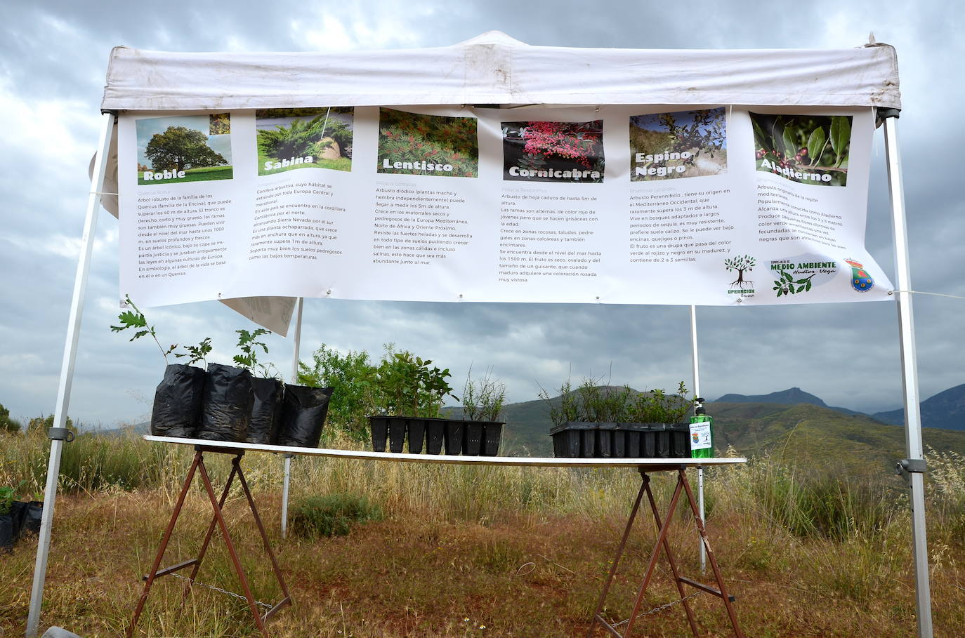 Huétor Vega se vuelca un año más en la siembra de árboles con Operación Encina.
