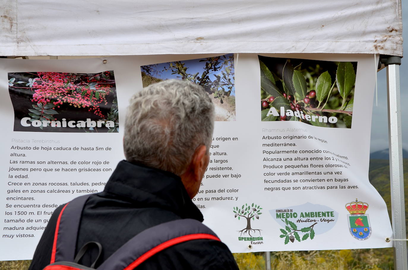 Huétor Vega se vuelca un año más en la siembra de árboles con Operación Encina.