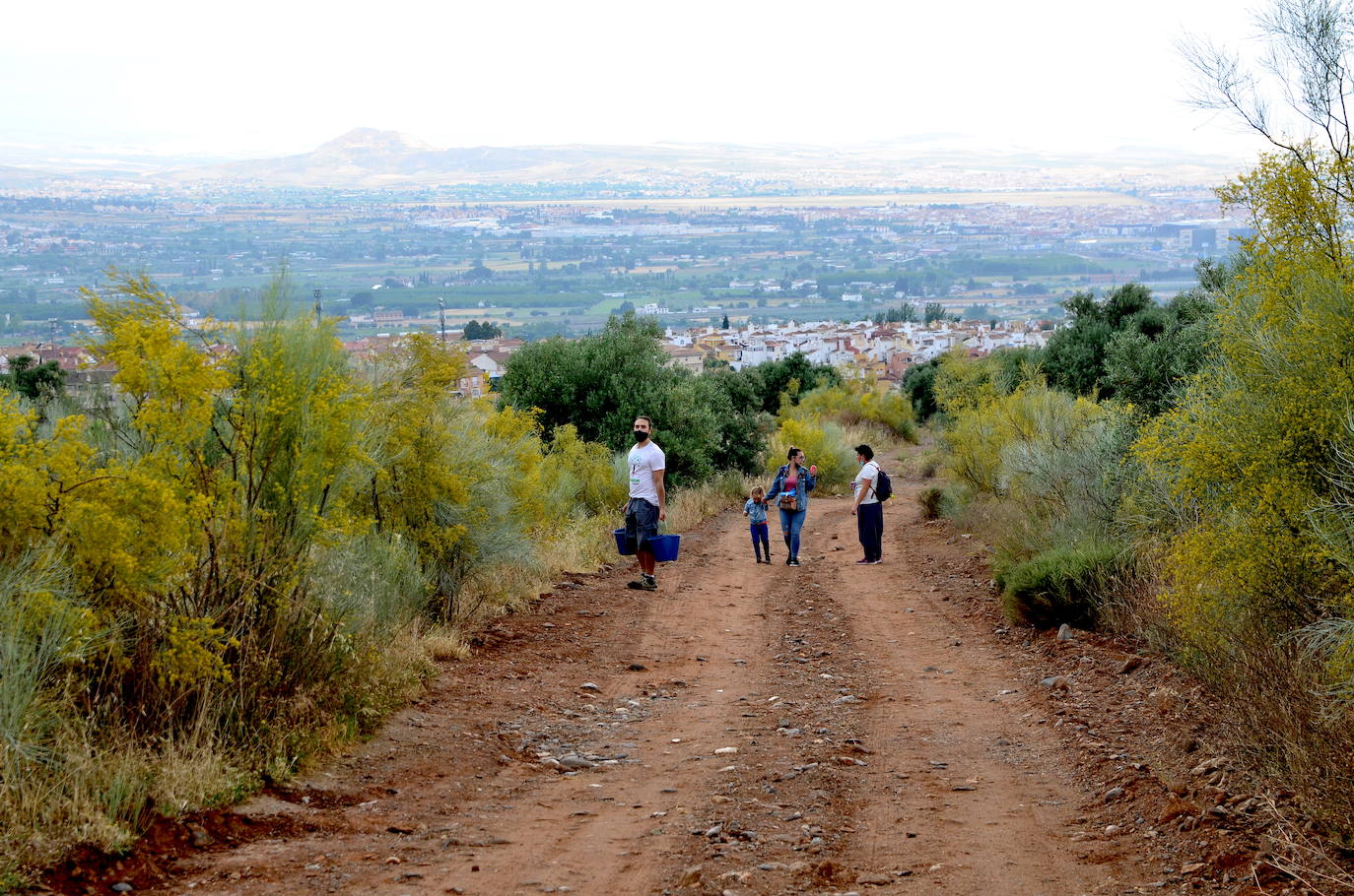 Huétor Vega se vuelca un año más en la siembra de árboles con Operación Encina.