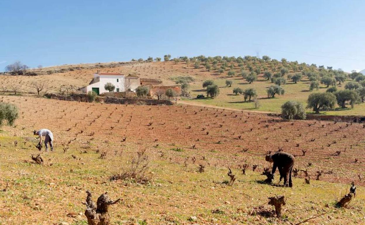 El Cortijo del Corzo aspira a la declaración de Bien de Interés Cultural.